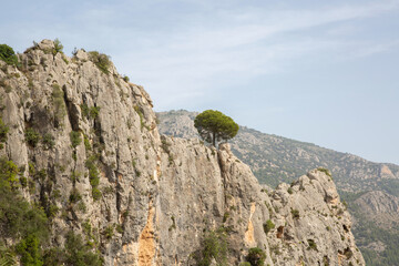 Soul Pine Tree in Aixorta Mountain Range; Guadalest; Alicante; Spain