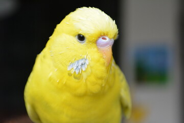 Süßer Wellensittich 