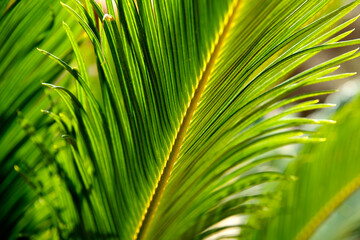 green palm leaf in the rays of the sun