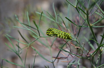 Butterfly larva of  Papilio machaon - Old World swallowtail resting on a plant form Seseli genus. Close up photo of colorful caterpillar.