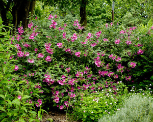Fototapeta na wymiar Himalayan Balsam is an aggressively invasive plant that threatens native species and damages the banks of rivers and waterways and is often the subject of balsam bashing events by conservationists