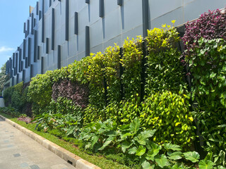 Naklejka premium portrait of beautiful and neat wall plants