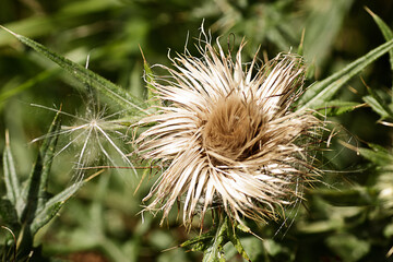 A thistle that no longer has its purple flower head and has burst open to let the wind scatter its seeds