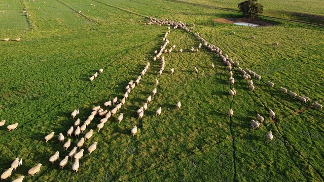 Australian Sheep Farm