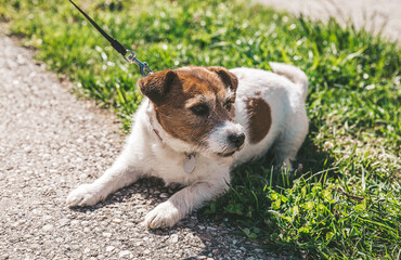 A small Jack Russell Terrier dog walking with his owner in a city alley. Outdoor pets, healthy living and lifestyle