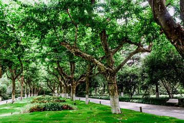 Obraz premium Park at West Lake(Xihu) is located in Hangzhou, Zhejiang province, China.It is a beautiful and famous lake.