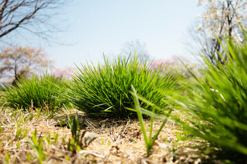 力強い緑色のディスカンプシア ゴールドタウ