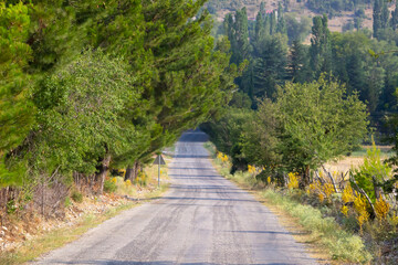 country road between trees. straight  forest road in sunlight.