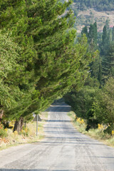 Fototapeta na wymiar country road between trees. straight forest road in sunlight.
