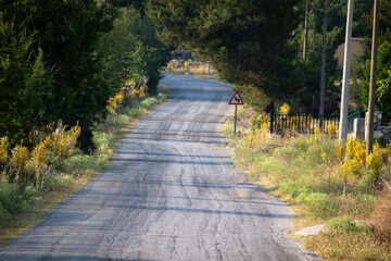 country road between trees. straight  forest road in sunlight.