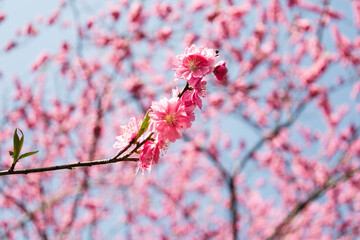 青空に映える濃いピンクの花桃の花
