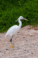 A white heron bird hunts on a sandy shore, Red Sea, Marsa Alam, Egypt