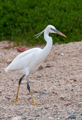 A white heron bird hunts on a sandy shore, Red Sea, Marsa Alam, Egypt