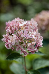 Hydrangea arborescens Incrediball Blush, Sweet Annabelle in garden flowers