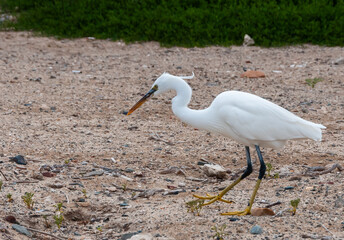 A white heron bird hunts on a sandy shore, Red Sea, Marsa Alam, Egypt