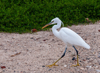A white heron bird hunts on a sandy shore, Red Sea, Marsa Alam, Egypt