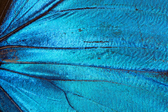 splendido dettaglio di ali di farfalla colorate, le minuscole squame delle ali di farfalla, ali colorate di farfalla