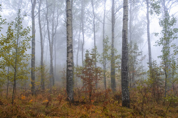 Fototapeta premium Beautiful forest on a foggy autumn day. Fairy, autumnal mysterious forest trees with yellow leaves. Panoramic wide shot
