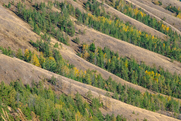 Beautiful forest on a mountainside in autumn day