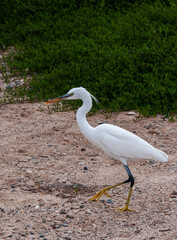 A white heron bird hunts on a sandy shore, Red Sea, Marsa Alam, Egypt
