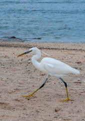 A white heron bird hunts on a sandy shore, Red Sea, Marsa Alam, Egypt