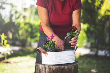 Senior woman potting flowers, gardening on a spring sunny day