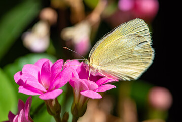 Butterfly, beautiful butterfly pollinating beautiful flowers in Brazil autumn, selective focus.