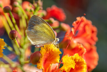 Butterfly, beautiful butterfly pollinating beautiful flowers in Brazil autumn, selective focus.