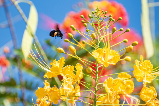 Butterfly, Beautiful Butterfly Pollinating Beautiful Flowers In Brazil Autumn, Selective Focus.