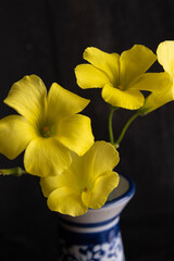 yellow daffodils in a vase