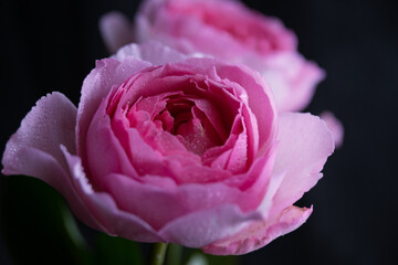 pink rose close up