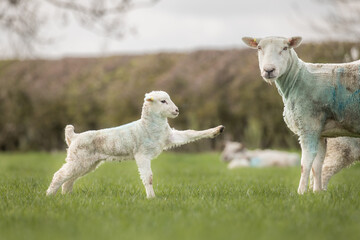 baby lamb