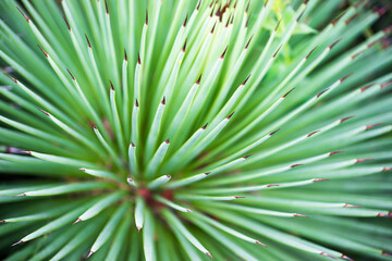 Close-up of Agave stricta thorns