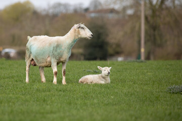 lambs in the meadow