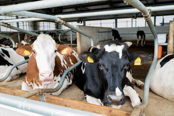 Breeding of cows in free livestock stall. Cows in a farm. Dairy cows. © boryanam