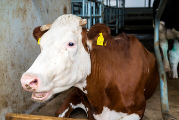 Breeding of cows in free livestock stall. Cows in a farm. Dairy cows.