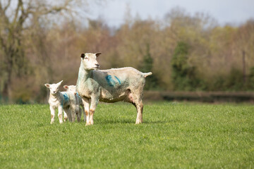 lambs in the meadow