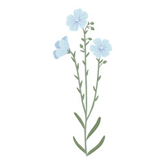 blue linum,flax, field flowers, vector drawing wild plants at white background, floral elements, hand drawn botanical illustration