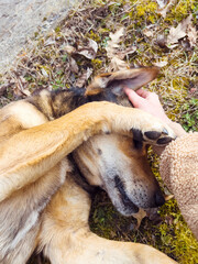 Cute Brown Stray Dog Laying on the ground and playing with woman's hand 