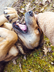 Cute Brown Stray Dog Laying on the ground and playing with woman's hand 