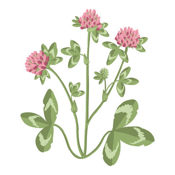 red clover, field flowers, vector drawing wild plants at white background, floral elements, hand drawn botanical illustration