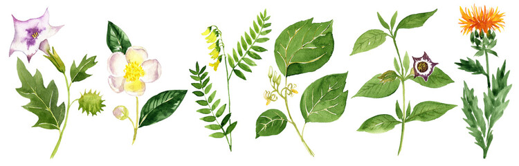 Obraz premium watercolor drawing herbs of traditional chinese medicine, devil's trumpet, Camellia sinensis,Mongolian milkvetch, Alangium chinense, Mountain henbane plant and safflower, hand drawn illustration