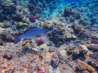 Tropical fish and coral reef near Jaz Maraya, Coraya bay, Marsa Alam, Egypt