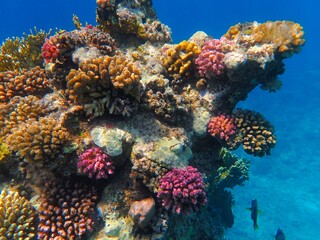 Tropical fish and coral reef near Jaz Maraya, Coraya bay, Marsa Alam, Egypt