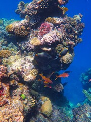 Tropical fish and coral reef near Jaz Maraya, Coraya bay, Marsa Alam, Egypt