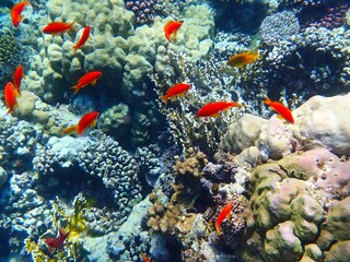 Naklejka na ściany i meble Tropical fish and coral reef near Jaz Maraya, Coraya bay, Marsa Alam, Egypt