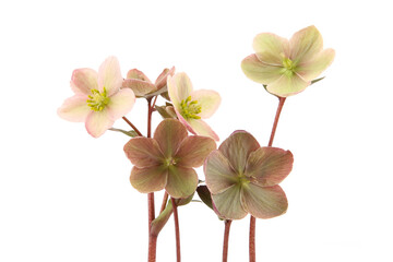 Snow rose Hellebore isolated on white background.  Evergreen flower Hellebore, Christmas rose, blooms in winter outdoors when the weather is cold and snow.