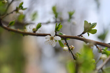 Branch of cherry tree with flower and buds in the beginning of blooming season .Selected focus...