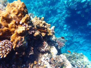 Tropical fish and coral reef near Jaz Maraya, Coraya bay, Marsa Alam, Egypt