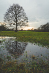 Tree reflection, Norwich countryside sunset